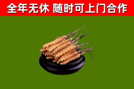 平湖烟酒回收冬虫夏草.jpg
